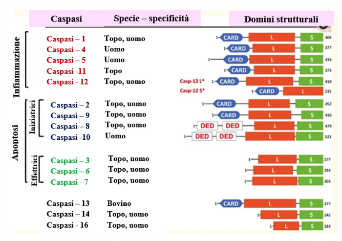 Classificazione delle caspasi