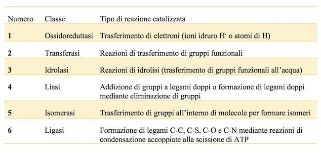 Le sei classi di enzimi in cui sono classificati gli enzimi dal sistema internazionale.