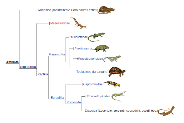 Classificazione filogenetica degli amnioti