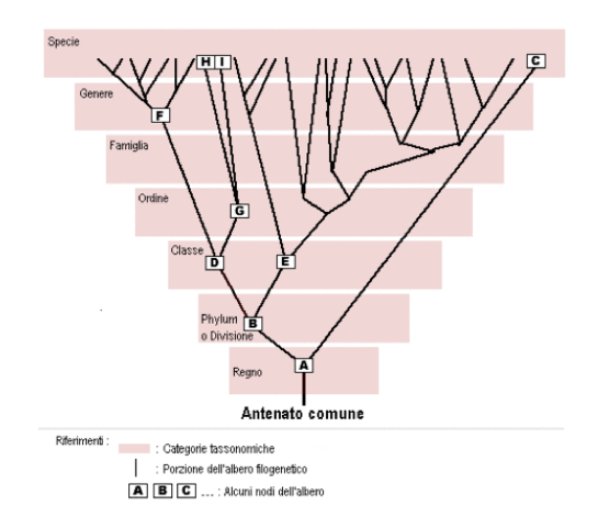 Classificazione moderna taxa