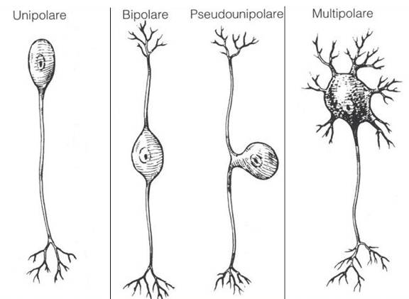 Classificazione morfologica dei neuroni