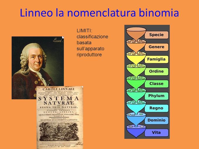 classificazione tassonomica degli organismi