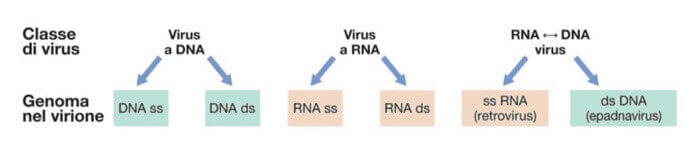 classificazione dei virus in base al tipo di acido nucleico