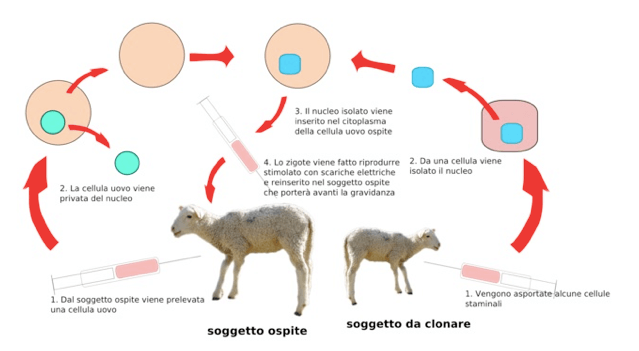 clonazione artificiale di un vertebrato