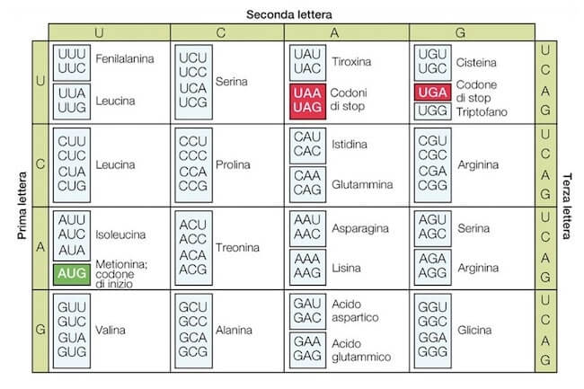 codice genetico