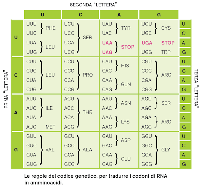 codoni