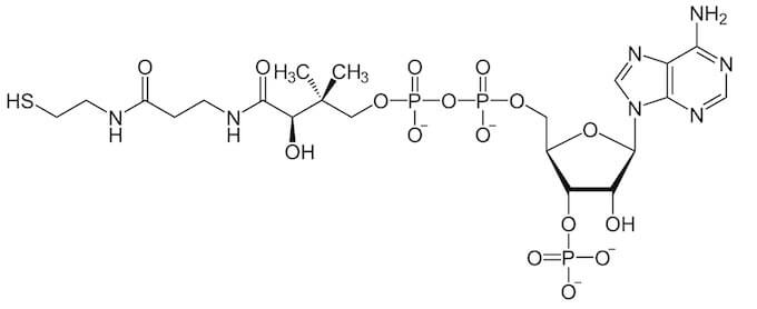 coenzima A