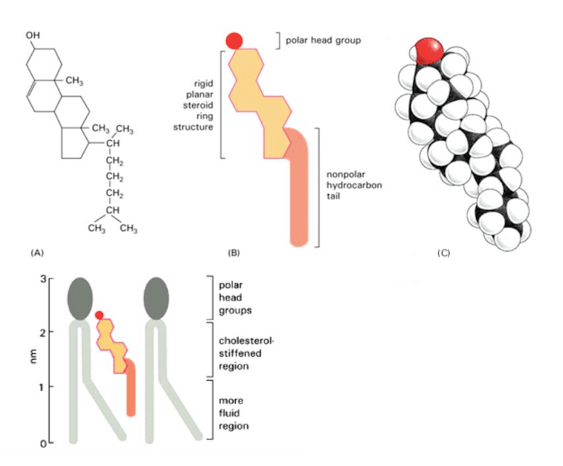 Colesterolo. Iserito tra le code apolari dei fosfolipidi li tiene uniti aumentando la rigidità della membrana