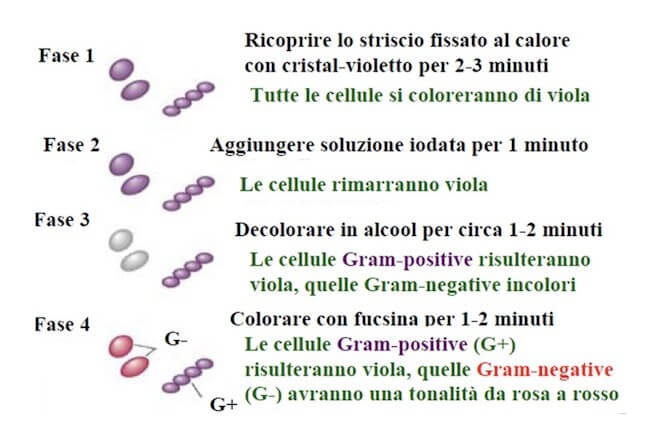 colorazione di Gram