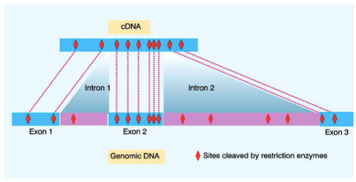comparazione del DNA genomico con il cDNA