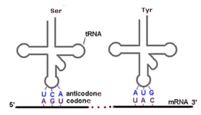 complementarietà codoni-anticodoni