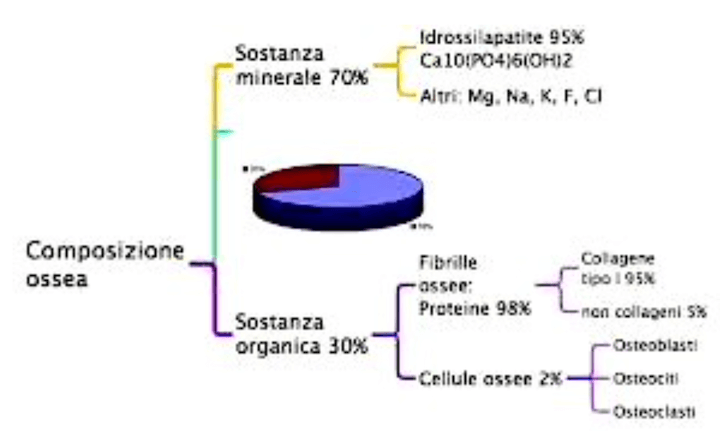 Componenti del tessuto osseo