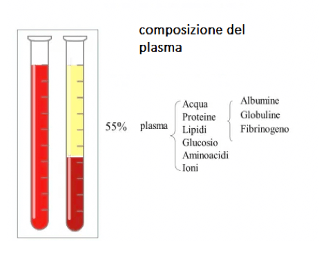 Composizione del plasma del sangue