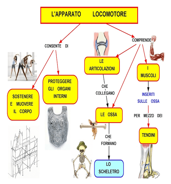 Composizione e funzioni dell'apparato locomotore