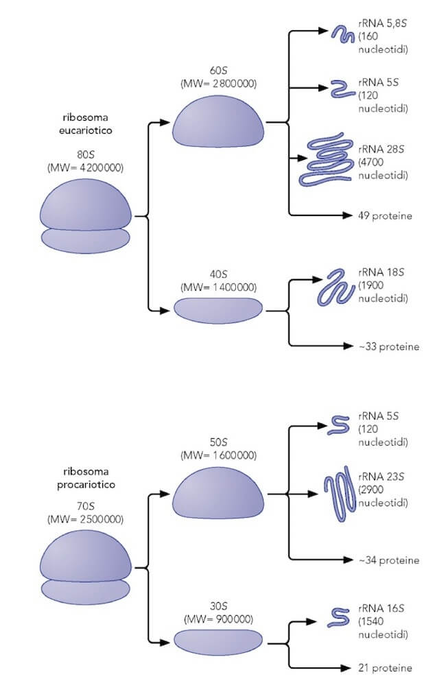 composizione ribosomi