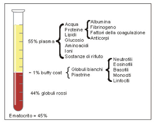 Composizione sangue