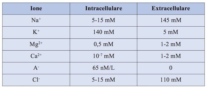 Concentrazioni dei principali ioni negli ambienti intracellulare ed extracellulare