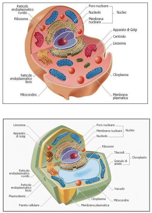 Differenza Tra Cellula Animale E Vegetale