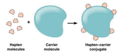 Coniugato aptene-carrier