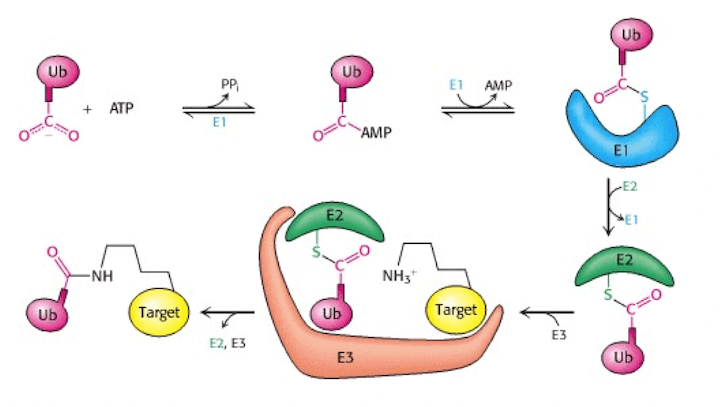 Coniugazione dell'ubiquitina alla proteina bersaglio