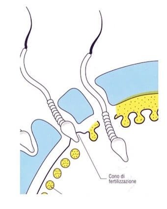 cono di fertilizzazione