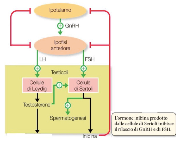 Controllo ormonale della gametogenesi nel maschio