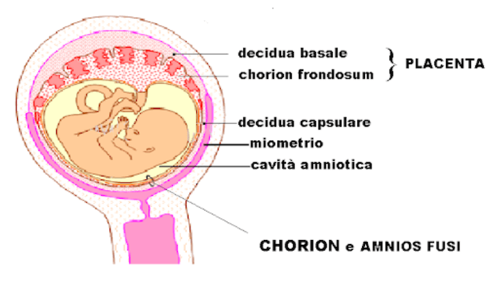 Corion e amnio