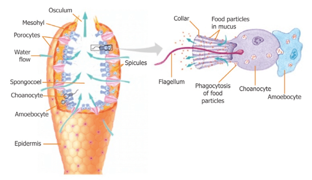Corpo di un Porifero