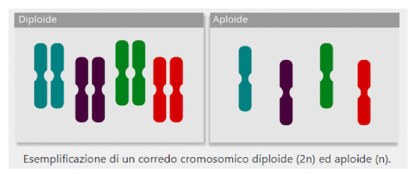 Corredo cromosomico aploide e diploide