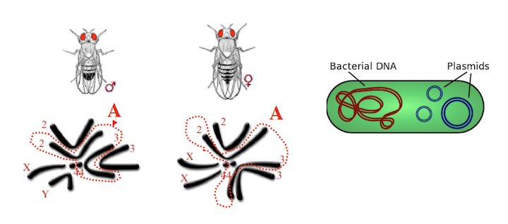 Corredo cromosomico autosomico di Drosophila melanogaster