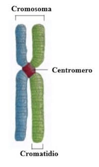 cromosoma metafasico