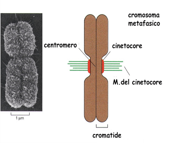 Cromosomi legano i microtubuli