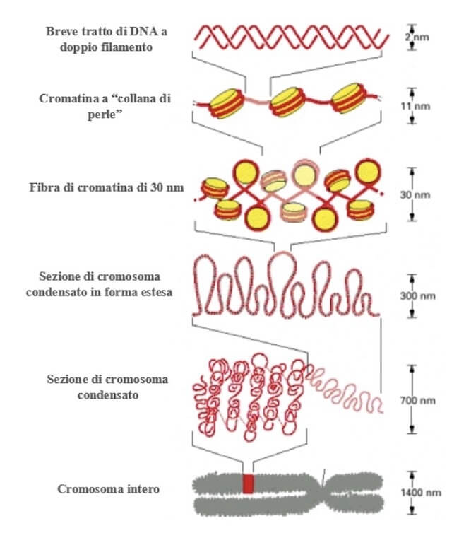 cromosomi metafasici