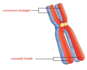 cromosomi omologhi