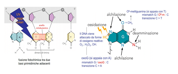 Danni al DNA dovuti all'azione di agenti chimici o fisici