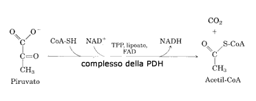 Reazione di formazione dell'Acetil-Coa dal Piruvato