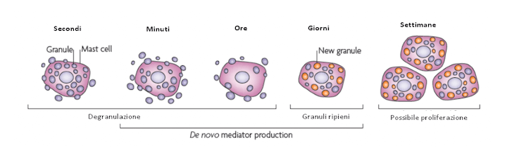 Degranulazione e formazine di nuovi granuli in mastociti