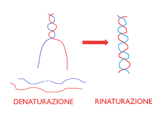 Denaturazione e rinaturazione della doppia elica