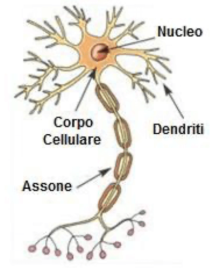 Dendriti e assoni