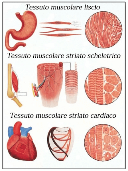 Differenti tipologie di tessuto muscolare