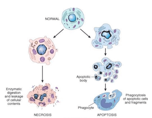 Differenza tra Apoptosi e Necrosi