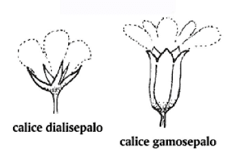 Differenza tra calice gamosepalo e dialisepalo