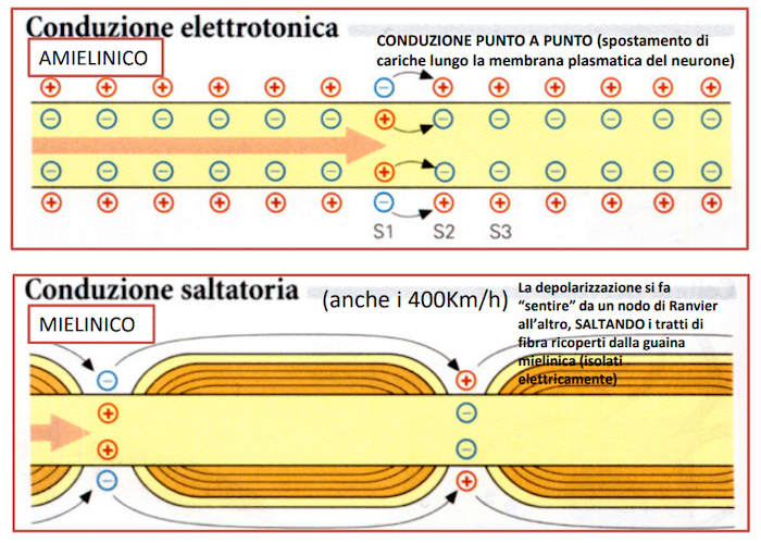 Differenza tra conduzione elettronica e saltatoria