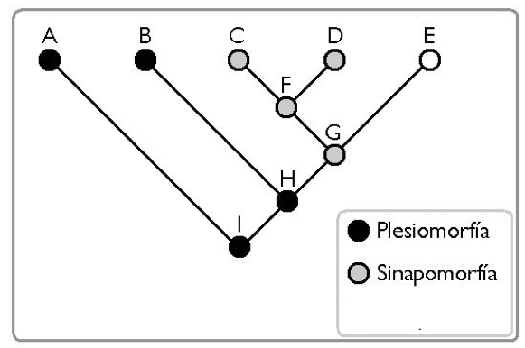 Differenza tra Plesiomorfia e Sinapomorfia