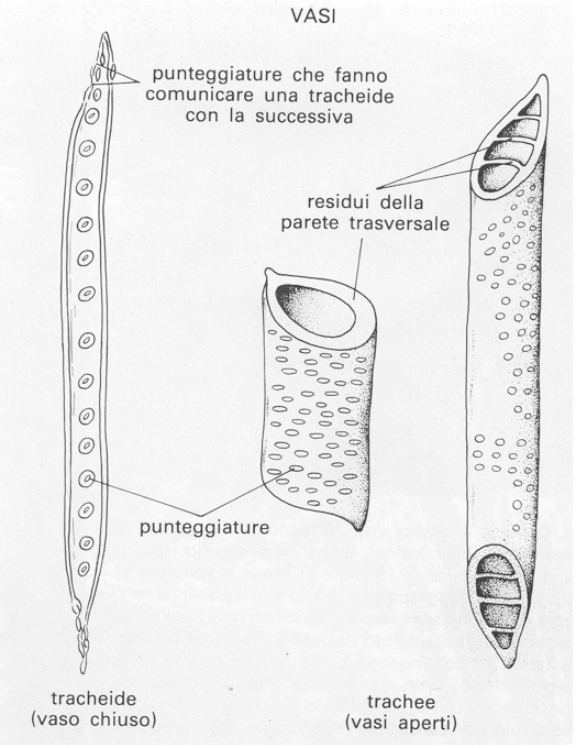 Differenza tra trachee e tracheidi