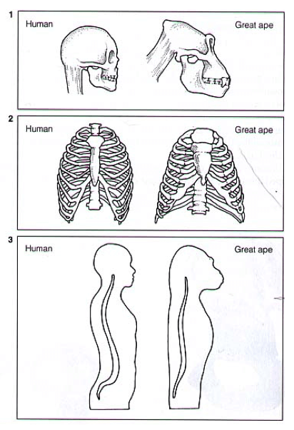 Differenze del cranio, della gabbia toracica, della colonna vertebrale tra uomo e scimmie antropomorfe