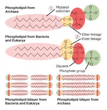 Differenze nei fosfolipidi di membrana