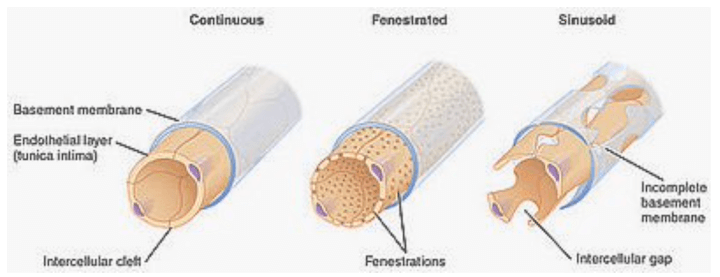 Differenze strutturali tra i capillari