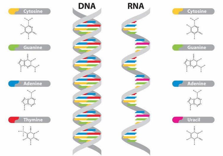 Differenza tra DNA e RNA