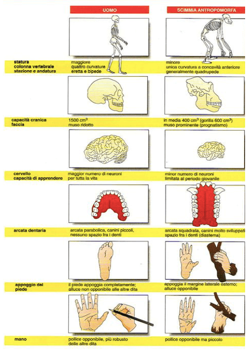 Principali differenze tra uomo e scimmie antropomorfe